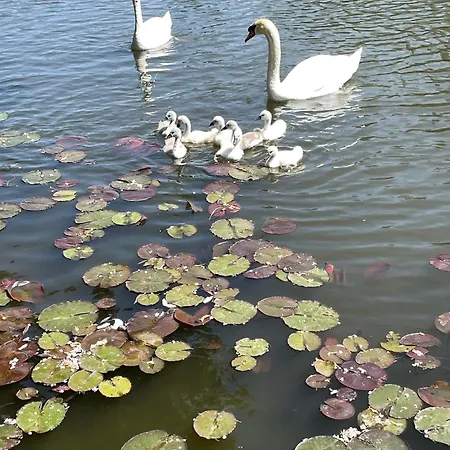 Gezellige Pipo Met Grote Schommel Aan Het Water En Hottub Holiday home Medemblik