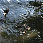 Gezellige Pipo Met Grote Schommel Aan Het Water En Hottub * Medemblik