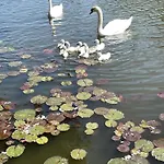 Gezellige Pipo Met Grote Schommel Aan Het Water En Hottub Hébergement de vacances Medemblik